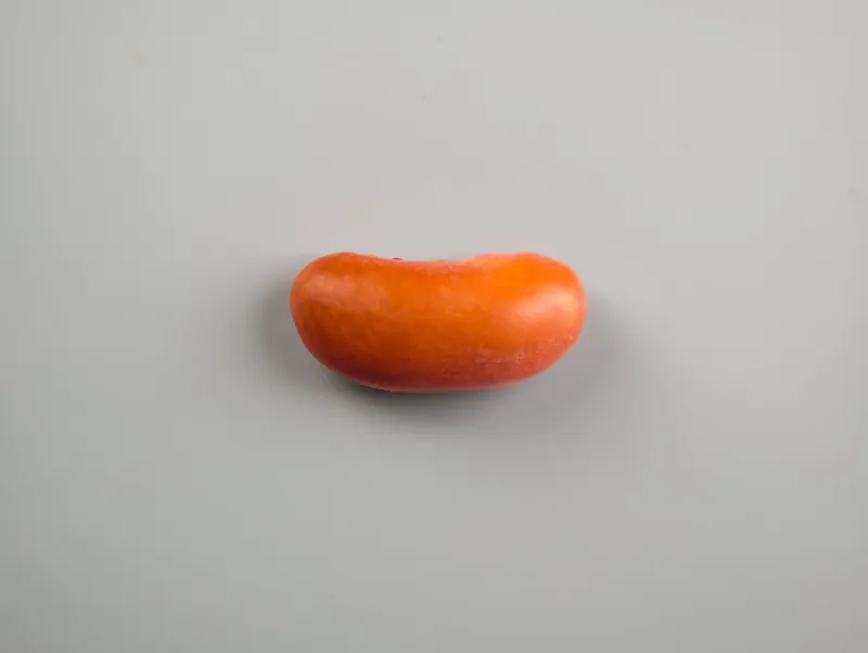 Habichuela: a single red bean on a gray background