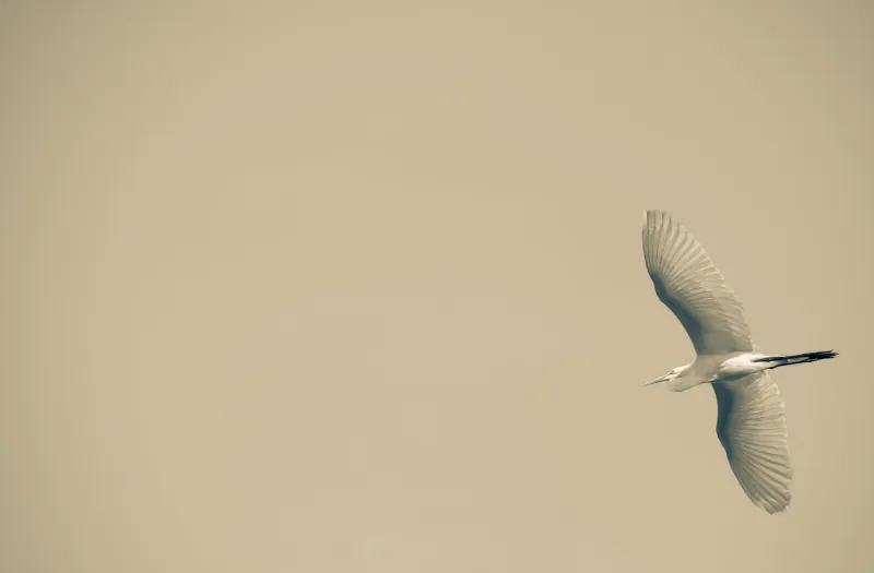 Flying in the sand: a heron in flight over sand